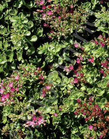 Sedum spurium 'Royal Pink'